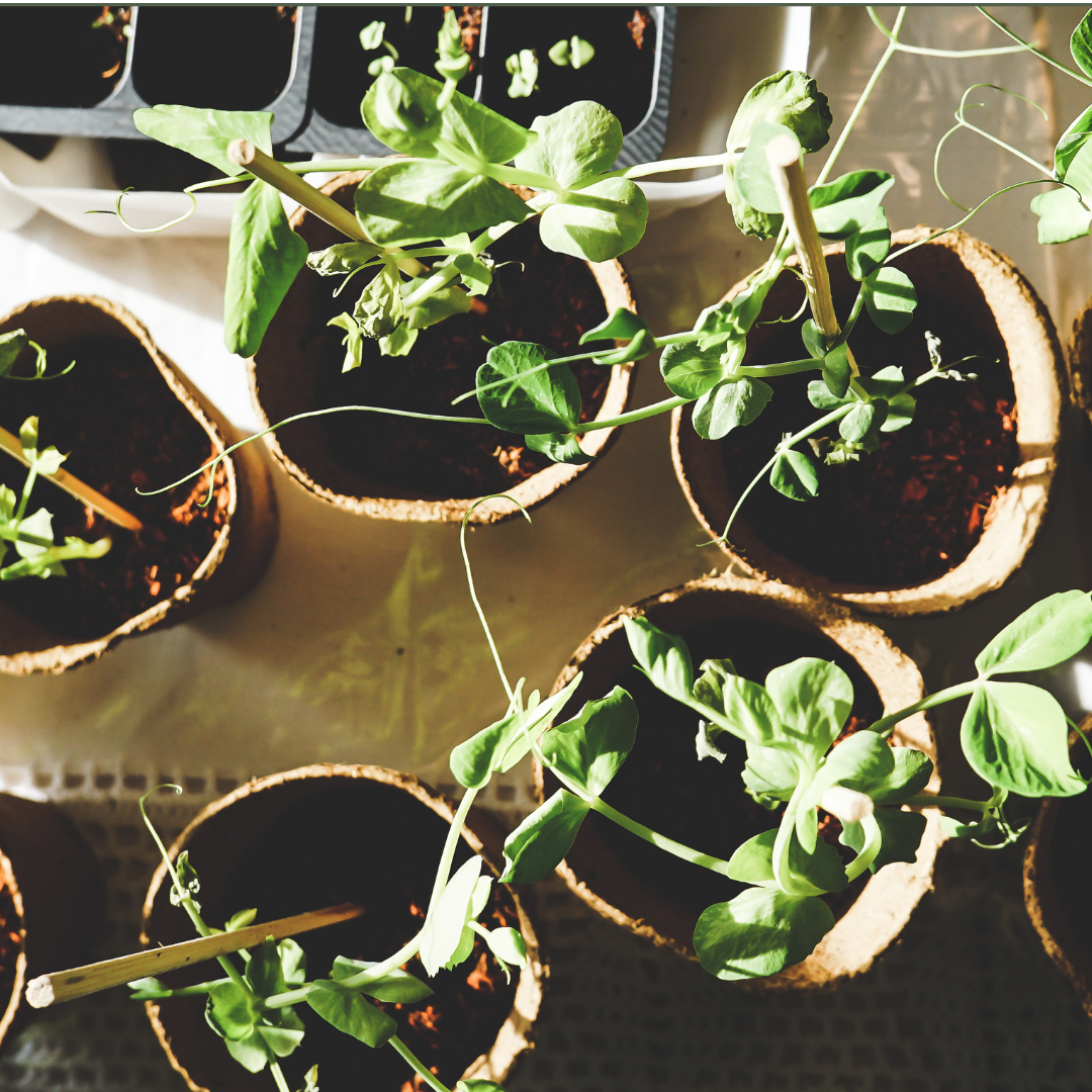 Skötselråd för plantor